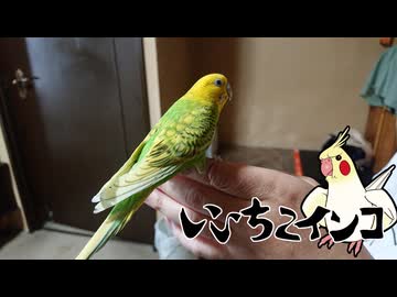 チビ太が手に乗ってくれました！（保護施設からお迎え4日目