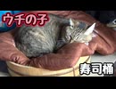 猫寿司どうですか？【野良猫】