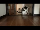 コロコロの紙くずで遊んだ