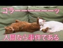 事件なベテラン子猫、ヤバい甘え方をする