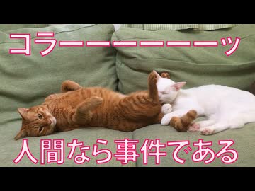 事件なベテラン子猫、ヤバい甘え方をする