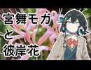 【VOICEPEAK車載】#7 宮舞モカと彼岸花