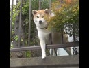 前半・【ペット犬と季節の色】チビワンと茶ワン登場　2025年10月