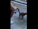 ホモと見る寄生虫をドバーッと出す犬