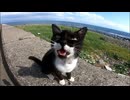 【野良猫】挨拶したら一瞬で懐かれた件【海風バフ付き】