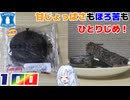 【ローソン】ショコラクイニーアマン
