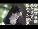それぞれの別れの命、果たせなかった約束