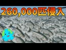 260,000匹の外来サケが海に逃げ出した最悪の結果！！【解説動画】