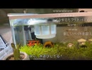 【絶望】のどかちゃんのメダカ水槽にゴキブリが侵入【音量注意】