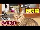 当たり前のように寝る【野良猫】