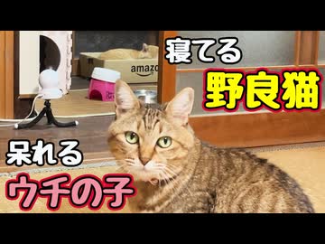 当たり前のように寝る【野良猫】