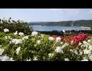 Beautiful scenery with azalea flowers in full bloom.