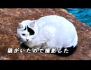 偶然猫と遭遇したので撮影した4