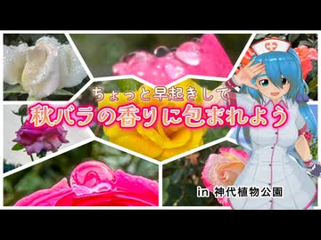 【ソフトウェアトーク劇場】ちょっと早起きして 秋バラの香りに包まれよう！【雨晴はう誕生祭2025】