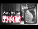 まぁ立派になって…【野良猫】