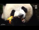 PandapiaLive_2025_10_30