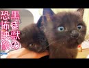 黒き獣たちが迫り来る恐怖映像