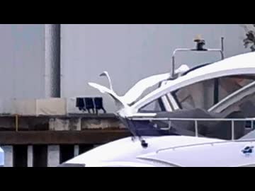 【ローカロリー動画】風を受け優雅に滑空するダイサギさんを見るだけ