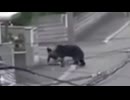 ホモと見るクマが人間を襲う瞬間