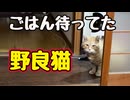 「にゃぁ」言ってよ…【野良猫】