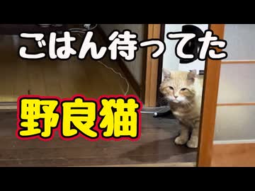 「にゃぁ」言ってよ…【野良猫】