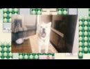 猫のように鳴く犬でキキョウシティ