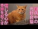 療養中のベテラン子猫、信じた気持ちが奇跡を起こす