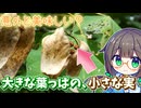 小さすぎる木の実を採って食べる！【アオギリ】