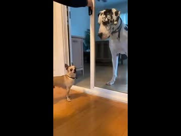 ホモと見る窓が開いた瞬間吠えるのをやめるチワワ