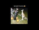 ホモと見るオーストラリアのハロウィン