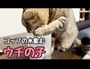 器用に飲んでると思ったら… 【野良猫】
