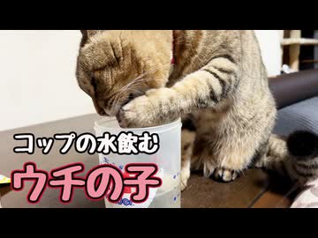 器用に飲んでると思ったら… 【野良猫】
