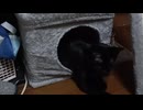 キャットタワーで遊びこま