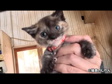 デビュー前！人慣れ練習中の子猫のコツメとクッキー