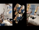 猫とギター　3本×5回　vol.2