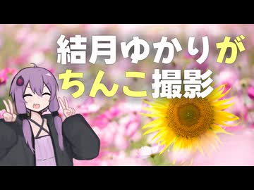 結月ゆかりがちんこ撮影＠笠岡ベイファーム