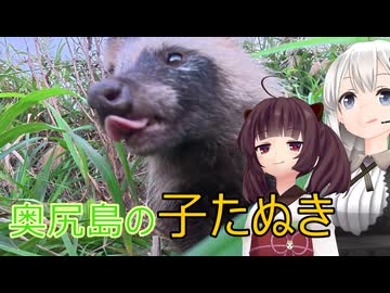 【VOICEROID旅行】奥尻島の子タヌキ 【たぬき】