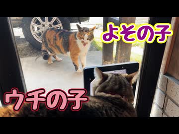 にぎやかな季節になってきました… 【野良猫】【飼い猫さん】