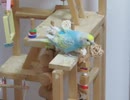 いきなり落とすインコ 毛繕いやかじったりするシーンもあり 後半少しキンカチョウも映る2025年11月2日