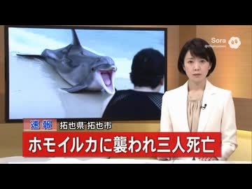 ホモイルカ被害のニュース.Sora2