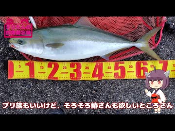 きりたんの釣果備忘録 2025　ショアジギングわかっちゃいるけどなかなか釣れん