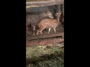 ホモと見る一突きで絶頂させる雄鹿