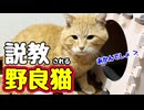 分かったような 分かってないような…【野良猫】