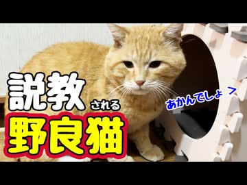 分かったような 分かってないような…【野良猫】