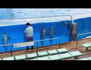 【名古屋港水族館】イルカを引き連れる飼育員