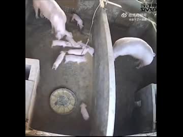 ホモと見る喧嘩する子供を隣の小屋に弾き飛ばすブタ