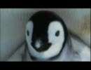 童貞ペンギン　Farce of the Penguins　予告編