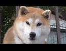 2巻(全3巻)・【ペット犬と季節の色】2025年秋
