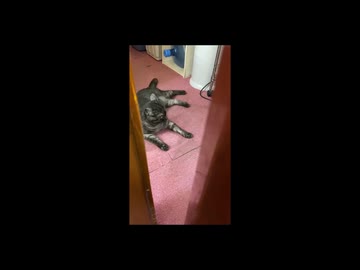 棲みついた記憶「いる。～怖すぎる投稿映像10本～Vol.45」