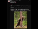 とうとう出てきた‼️ TVが連日熊を追う訳⁉️  怖‼️訂正　狩猟免許試験の受験資格に国籍要件はない」とのことです